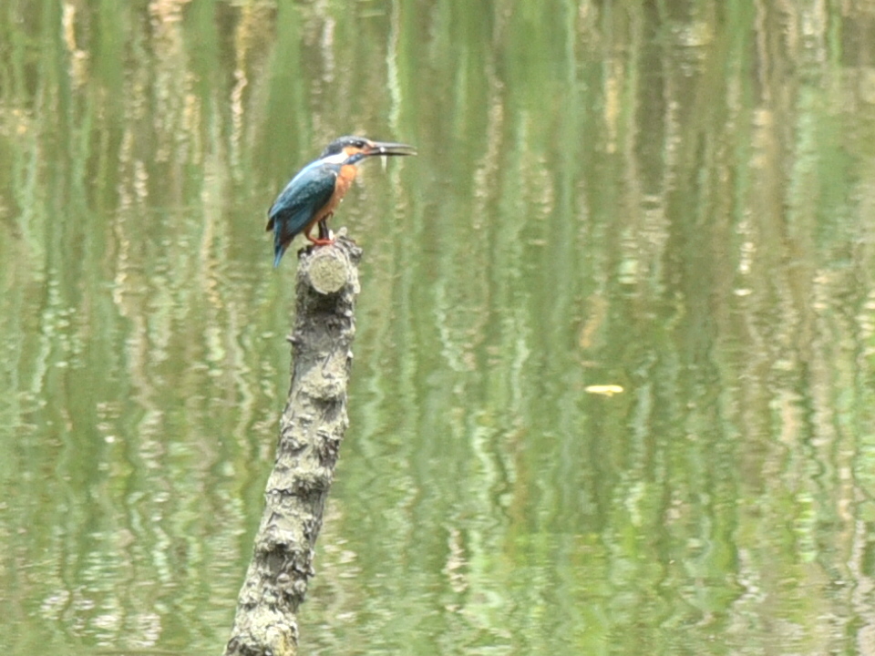 カワセミへの挑戦No.1