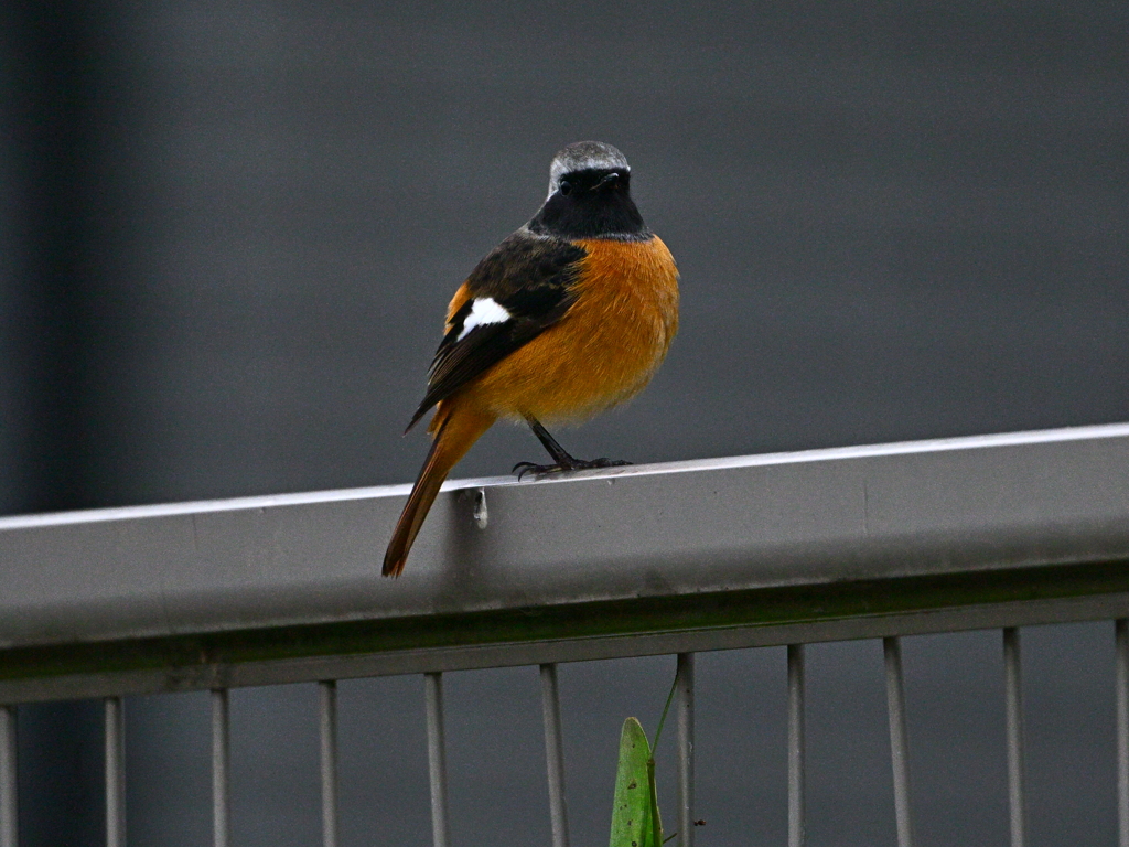 帰ってきたジョウビタキ