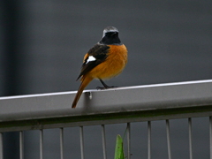 帰ってきたジョウビタキ