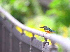 カワセミ-20251015
