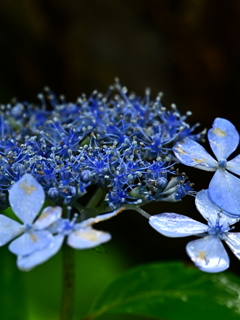紫陽花