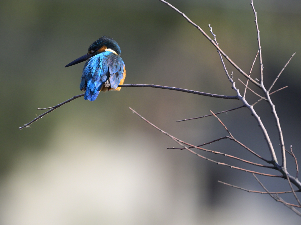 カワセミ-20260131