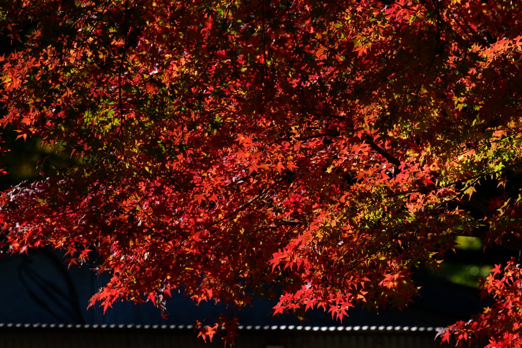 紅葉