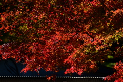 紅葉