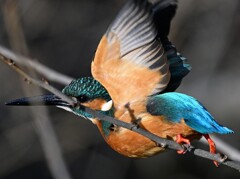 カワセミ-20260124