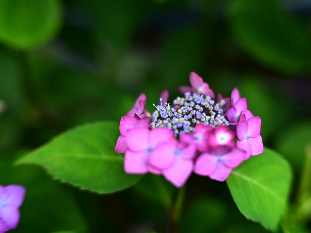 紫陽花