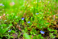 よく見る道端の花