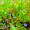 よく見る道端の花