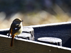 ルリビタキ♀