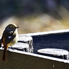 ルリビタキ♀