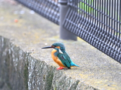 カワセミ-20251015
