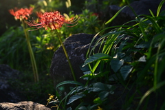 彼岸花