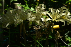 彼岸花