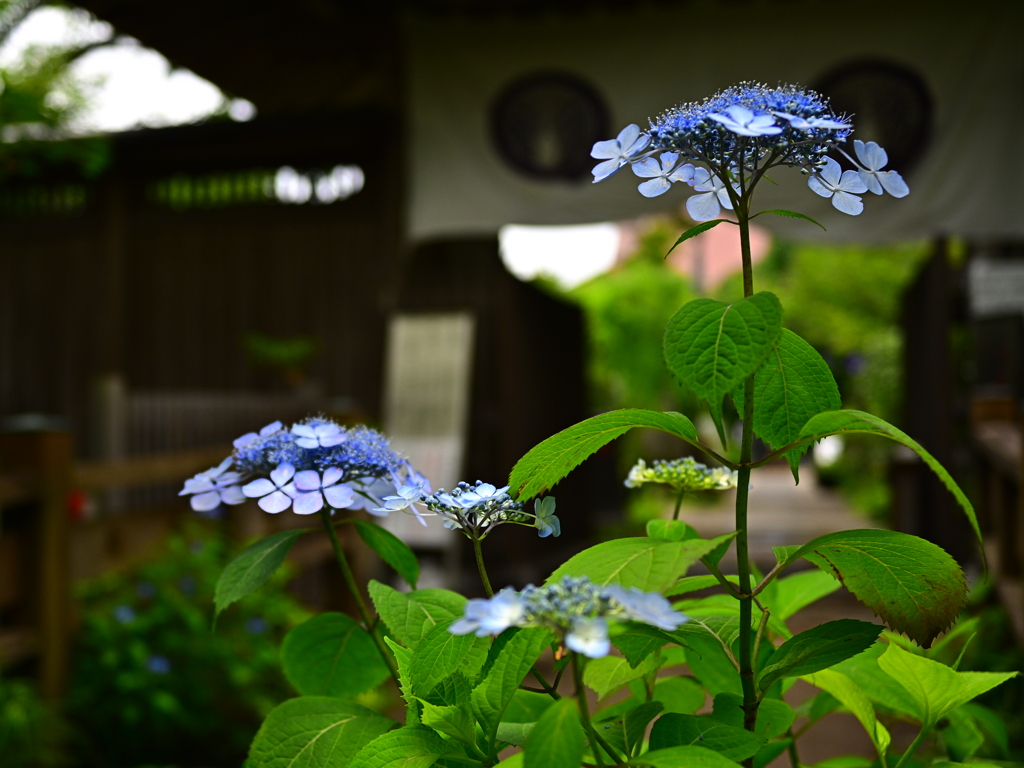 紫陽花