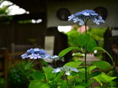 紫陽花