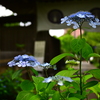 紫陽花