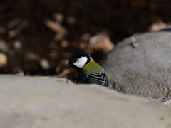 シジュウカラ