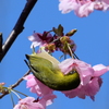 メジロ
