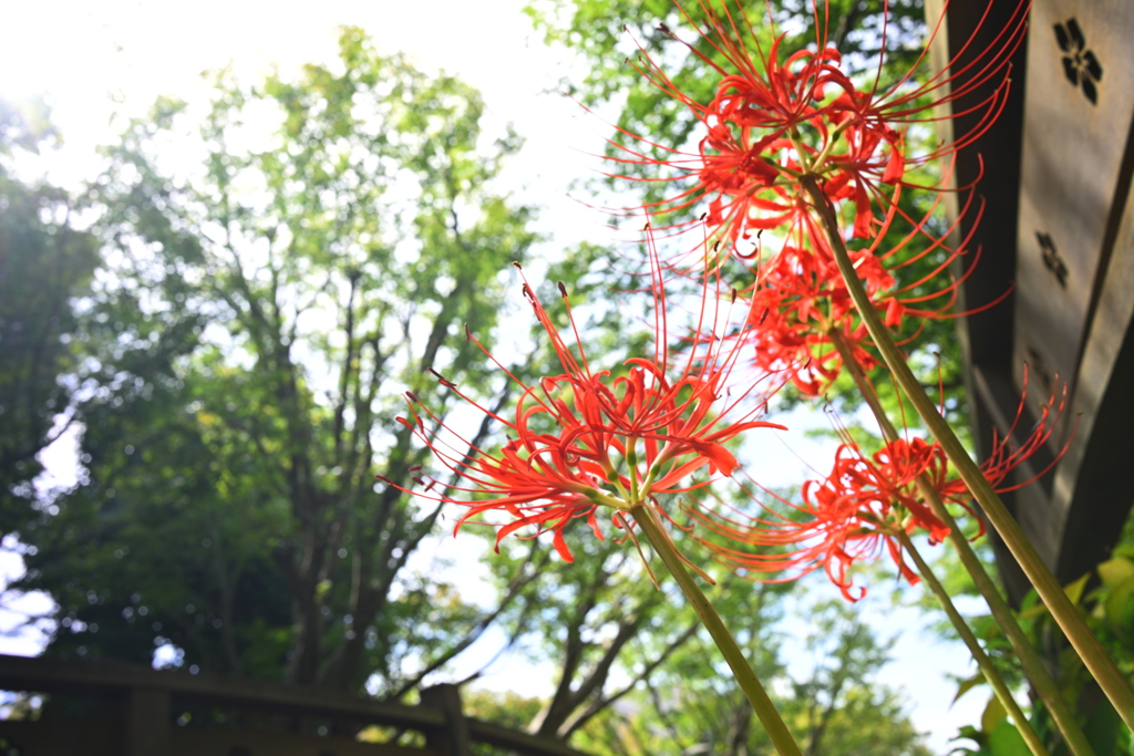 彼岸花