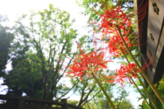 彼岸花