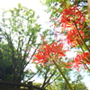 彼岸花