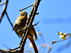 ルリビタキ♀
