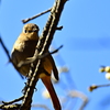 ルリビタキ♀