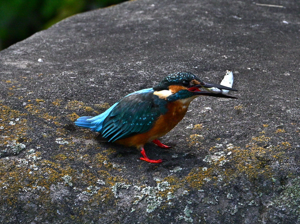 カワセミ-20251029