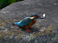 カワセミ-20251029