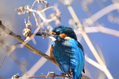 カワセミ-20251228