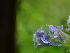 紫陽花