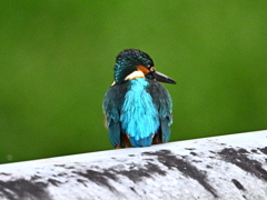 カワセミ-20251030