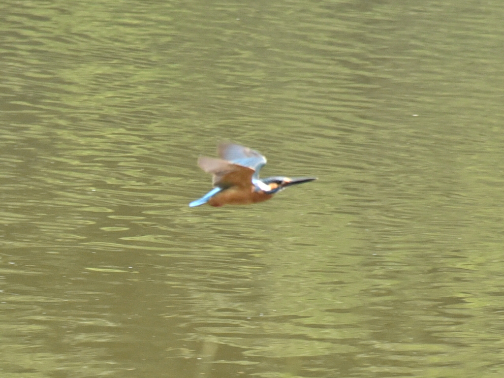 カワセミへの挑戦No.1