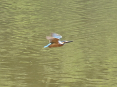 カワセミへの挑戦No.1