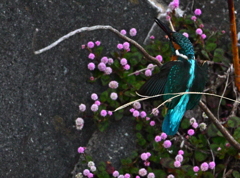 カワセミ-20251030