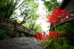 彼岸花