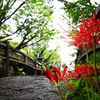 彼岸花