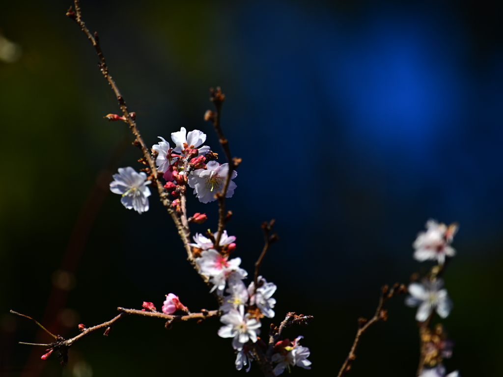 寒桜