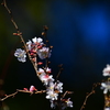 寒桜