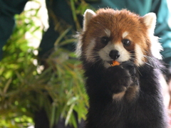 レッサーパンダ