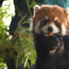 レッサーパンダ