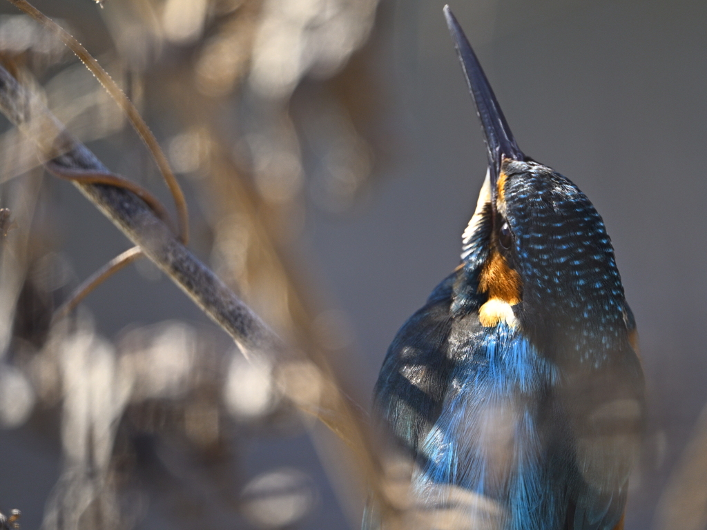 カワセミ-20251228