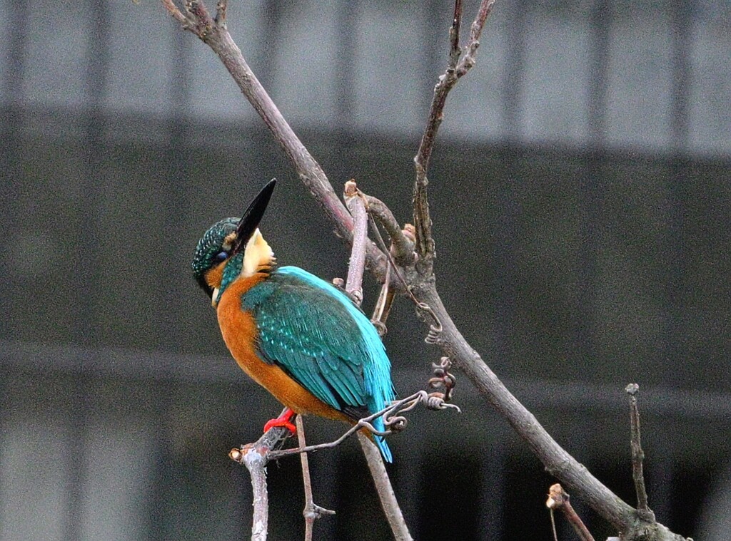 カワセミ-20251227