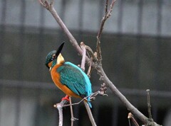 カワセミ-20251227