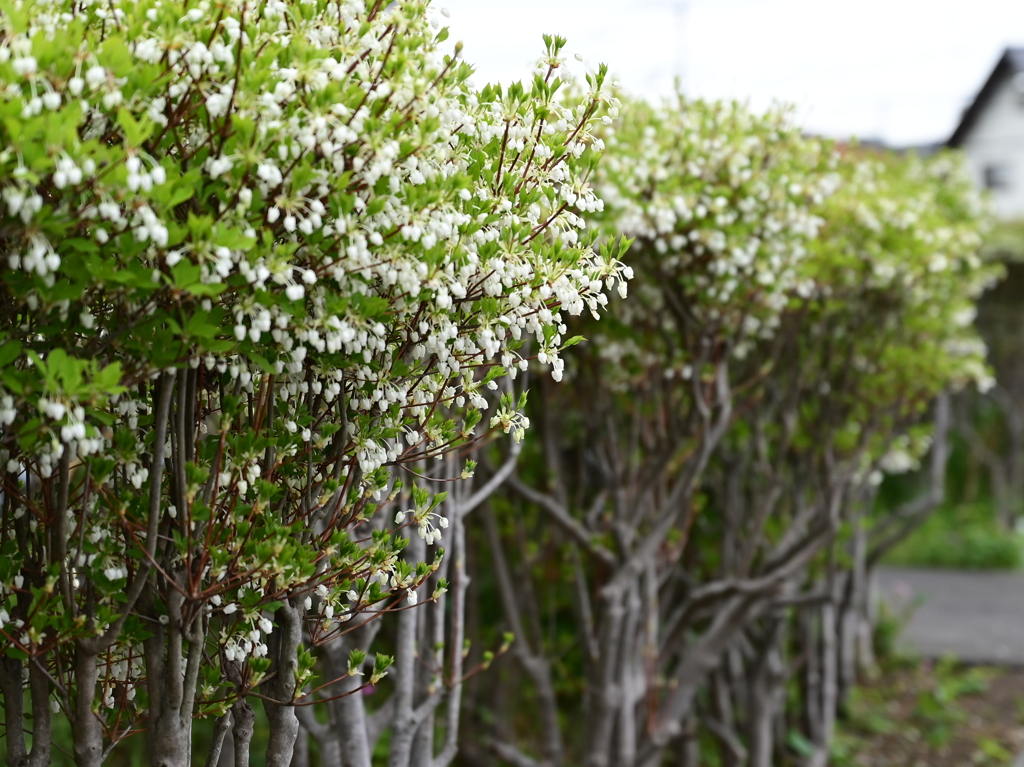 ドウダンツツジ