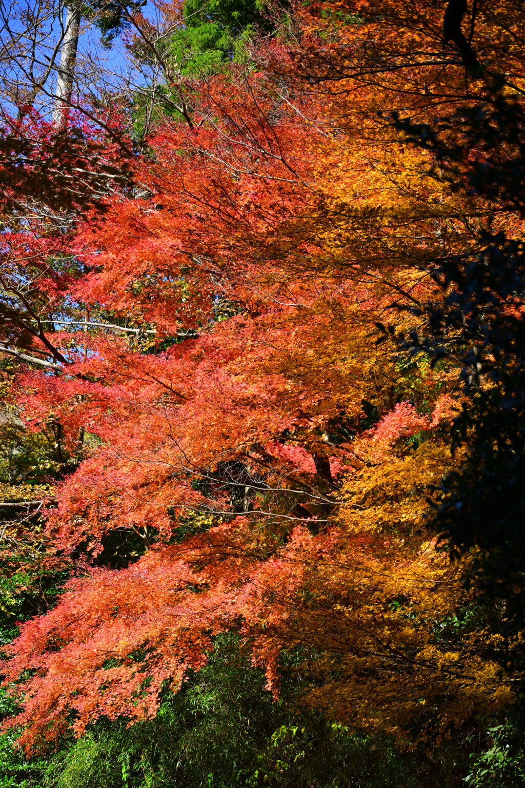 紅葉