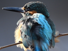 カワセミ-20260131