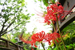 彼岸花