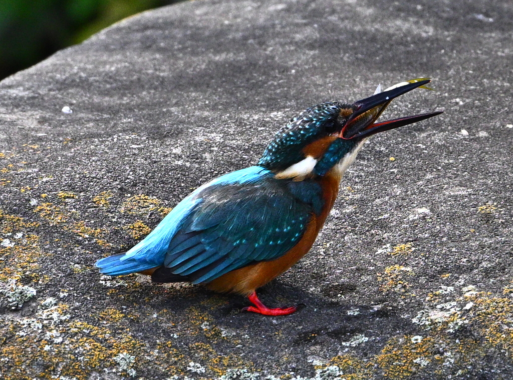 カワセミ-20251029