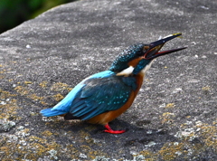 カワセミ-20251029